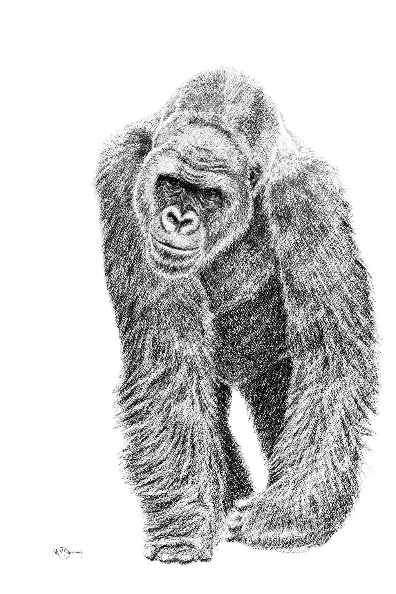 Gorilla illustration - collaboration with La Fondation du Zoo de Granby