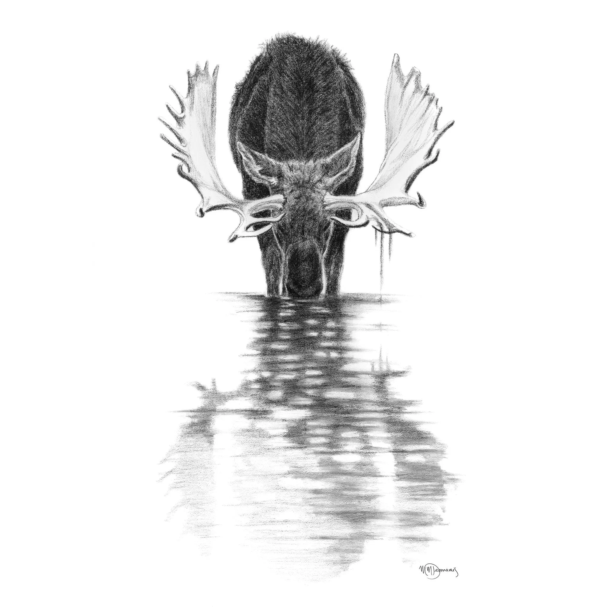 Moose in quiet water - greeting card