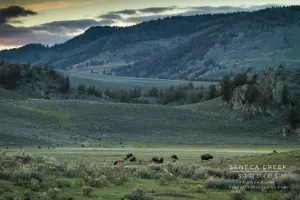 SALE - "Bison at Sunset in the Lamar Valley, Yellowstone National Park, Wyoming" 11x14 Fine Art Photographic Metal Print - Scratch and Dent Sale